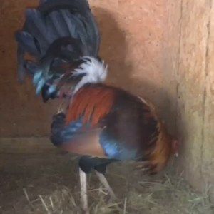 Meet your Posher, Anh